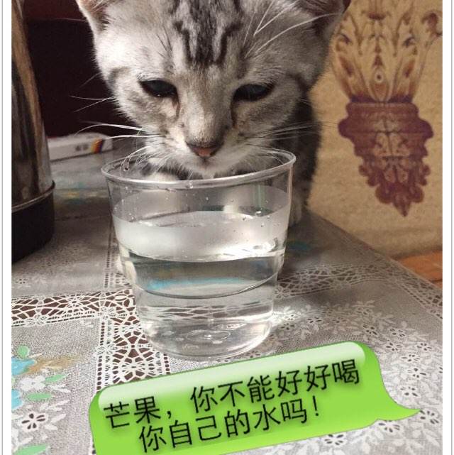 Manitowoc学历认证
